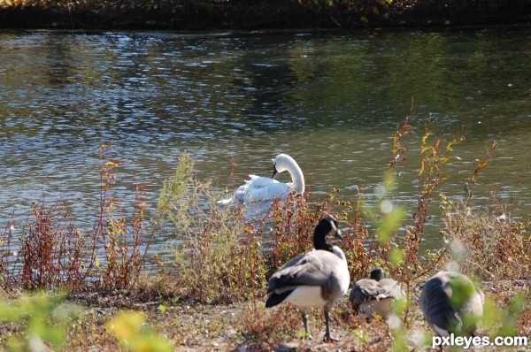 The Swans Turn